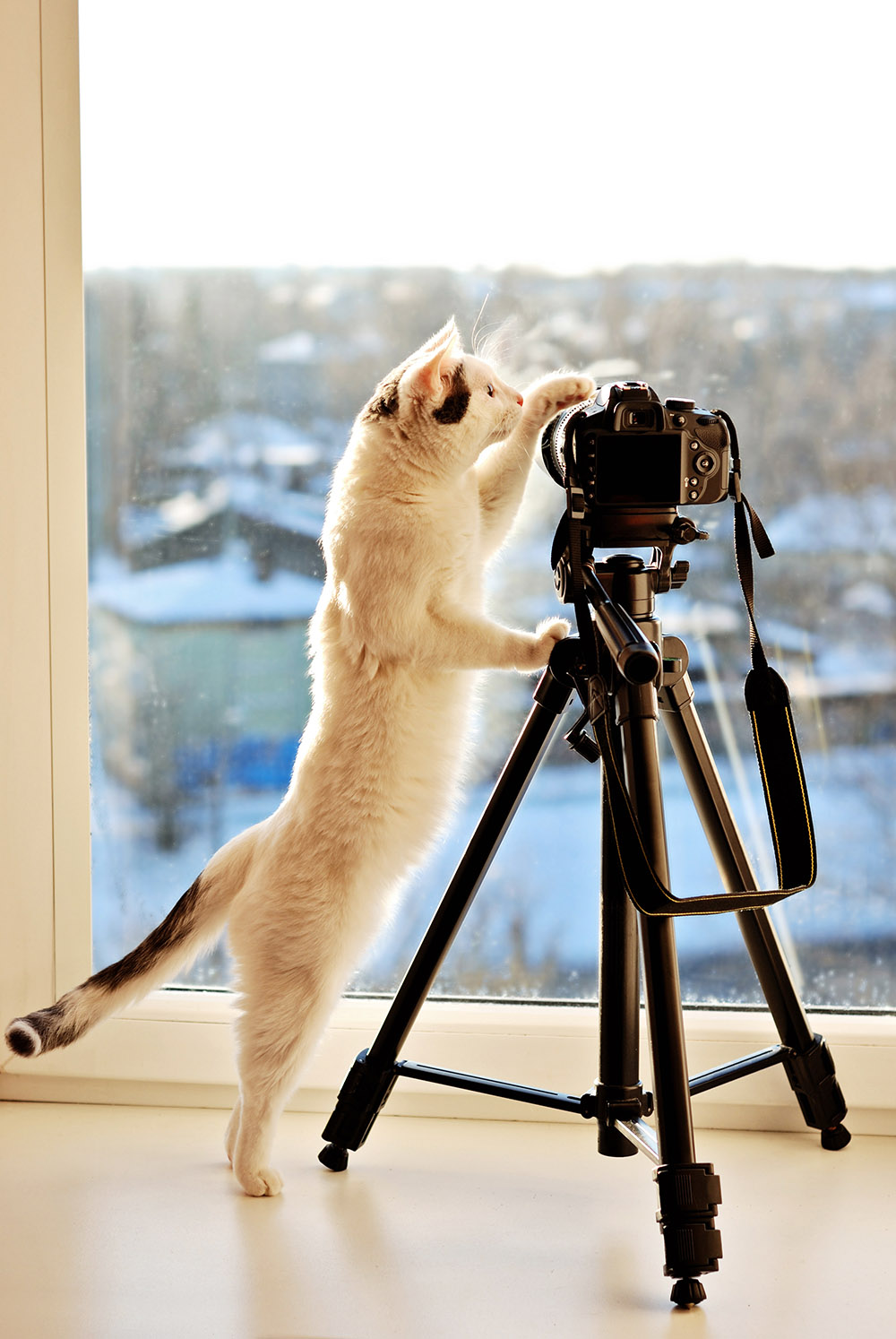 tripod & cat