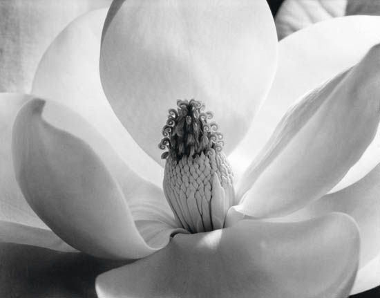 Imogen Cunningham