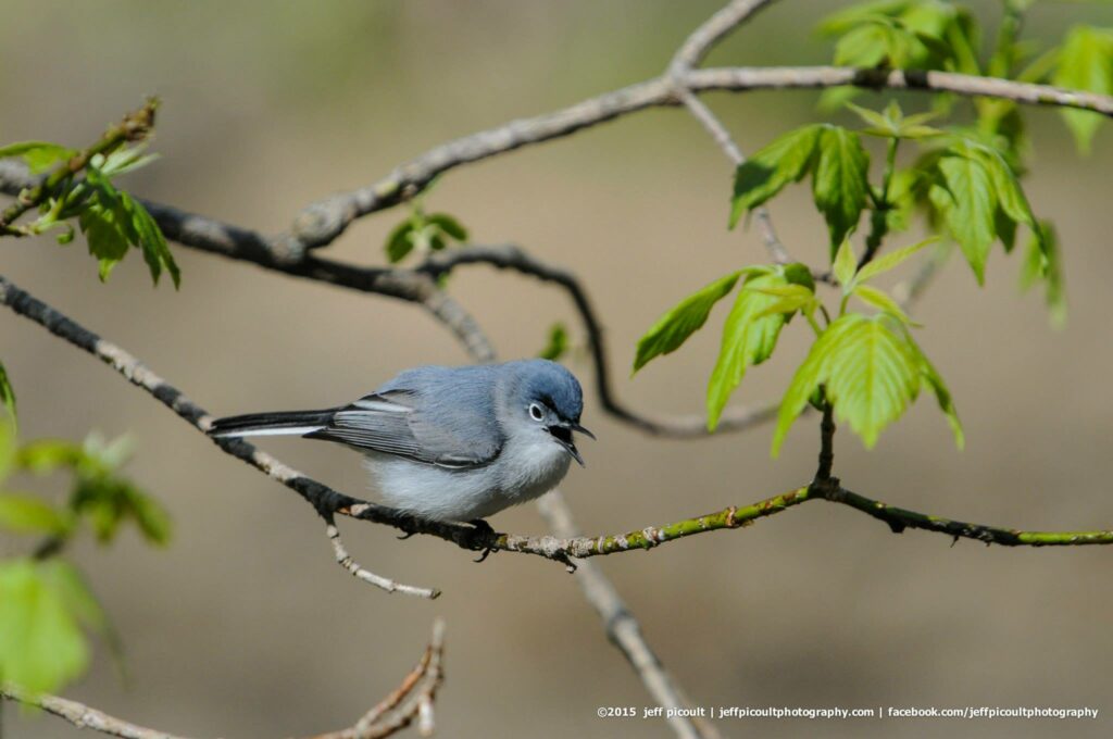 jeff picoult image Gallery 7