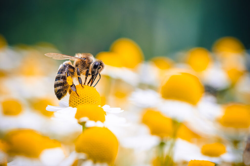 The honey bee macro photography