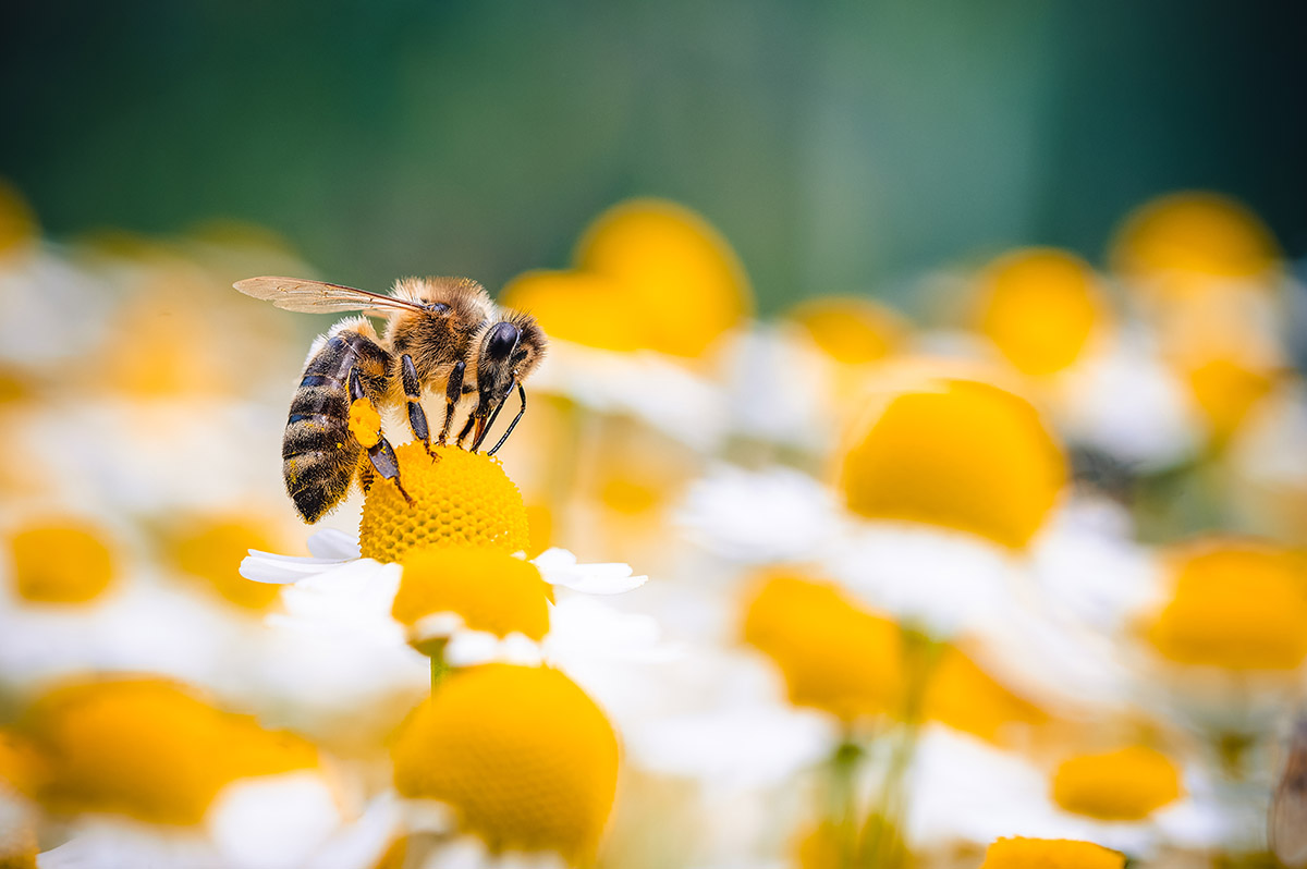 What Is Macro Photography Definition Tutorials