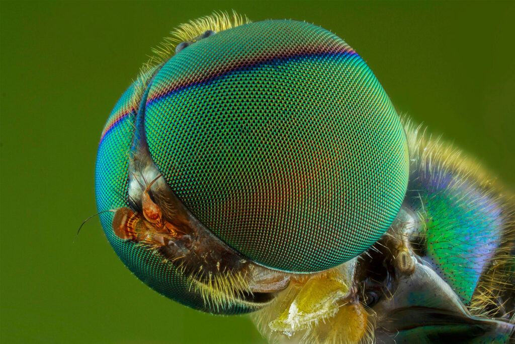 insec macro photography