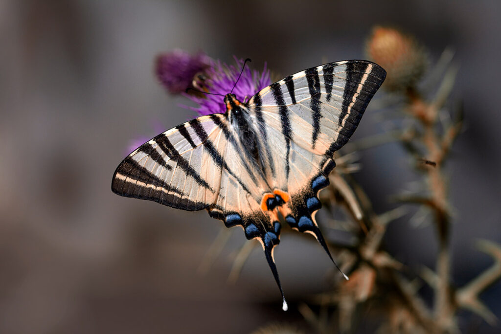 macro butterfly photography