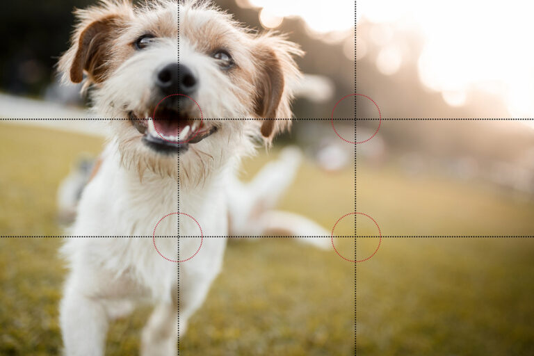 What Is Composition In Photography? Definition & Techniques