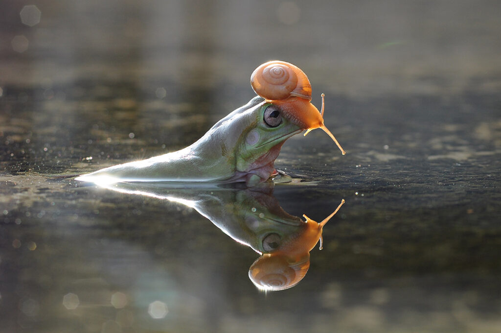 snail above the frog's head marcro photography