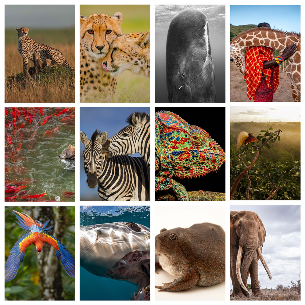 Wildlife Photography