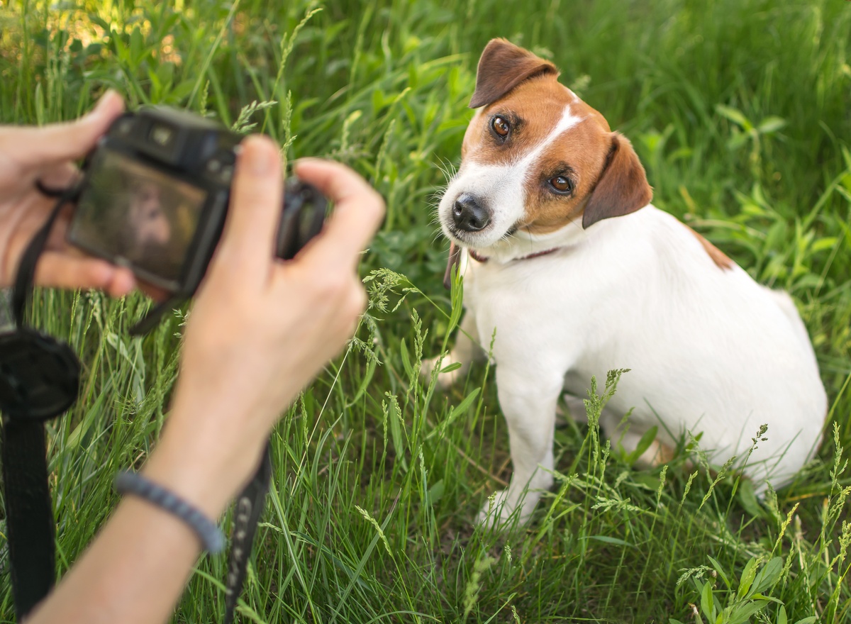 Dog Photography
